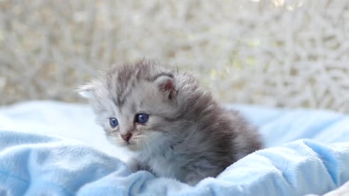 Close Up Of Scottish Kitten Sitting On Bed