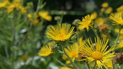 Field of Bright Yellow Flowers in Bloom