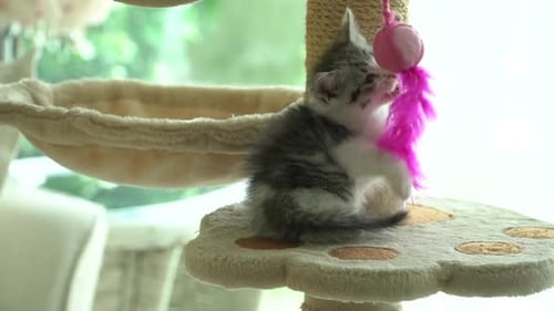 Cute Persian Cat Playing Toy On Cat Tower