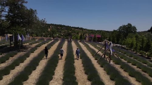 Wandern Aromatische Pflanze Lavendel Lila