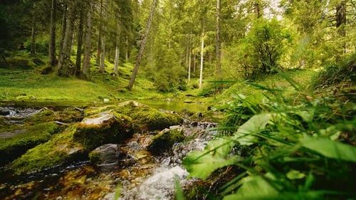 Beautiful View of the Lake and the Forest, Austria