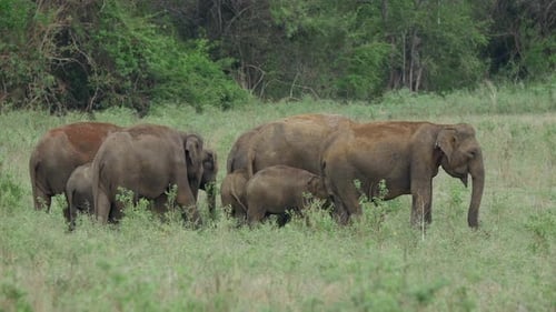 Herd of Elephants Grazing in Grassy Field