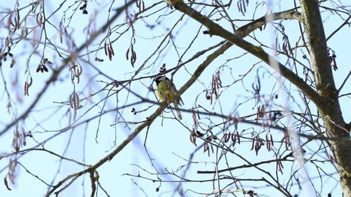 Die Meise sitzt auf einem Ast. Ein wunderschöner kleiner Vogel fliegt von einem Ast weg.