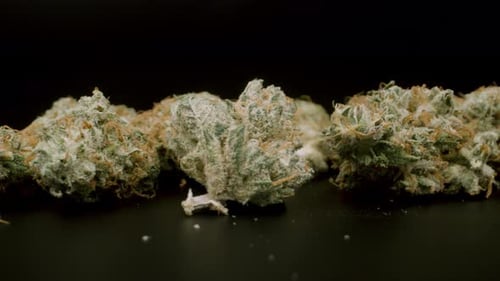 Close up of Cannabis Buds on Black