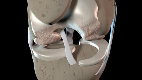 3D Human Knee Joint Anatomy Animation for Medical Education