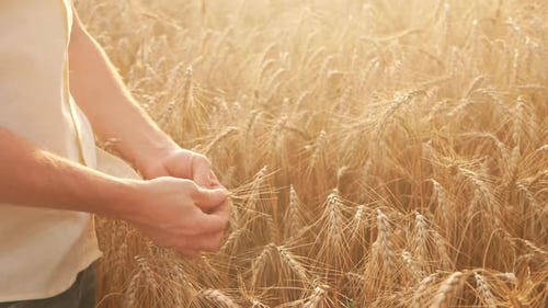 A Farmer Agronomist Evaluates Wheat in a Field at Sunset