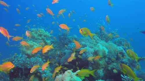 Red Sea Coral and Colorful Fishes