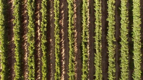 Aerial view above of grapes fields on Greece.