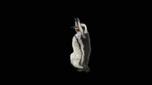 Penguin Dancing HD