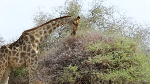 Giraffa camelopardalis weidet auf Baum