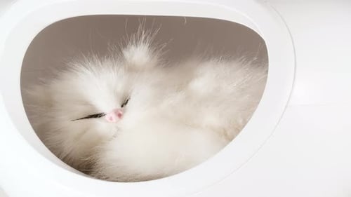 Adorable Fluffy White Kitten Sleeping in Cat Bed