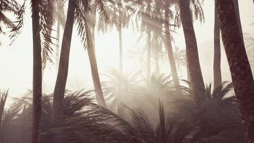 Misty Tropical Palm Forest with Sun Rays and Fog