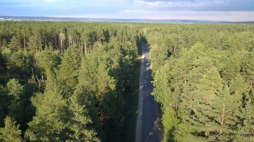 Forest Road
