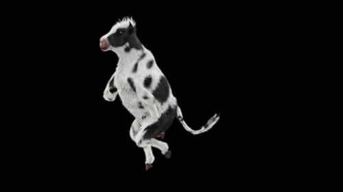 Cute Black and White Calf Dancing Alpha Channel Animation
