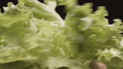 Crisp Green Lettuce Against Black Background