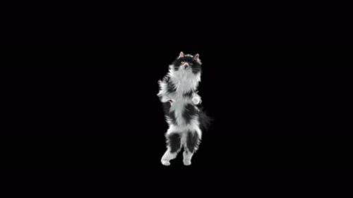 Cat Dancing 4K