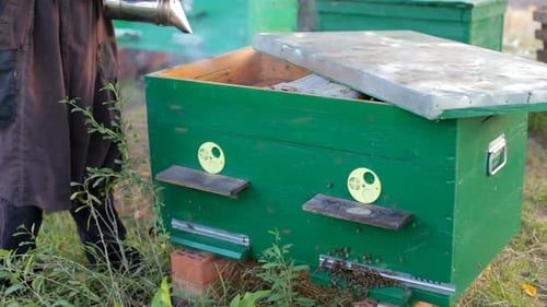 The beekeeper inspects the bee hive.