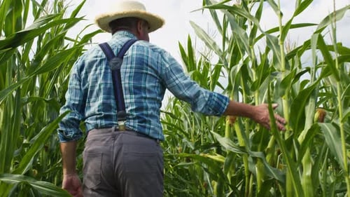 Farmer Wearing Straw Hat Walking Through Corn Field