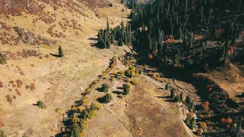 Autumn landscape mountain forest. Yellow-green grass, orange-red bushes and green conifers. Blue sky
