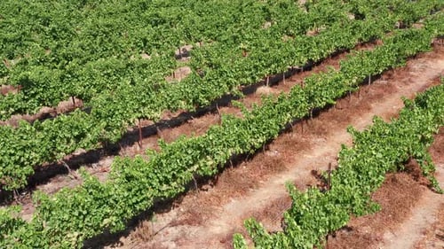 Aerial View of Beautiful Grape Vineyard in Daytime