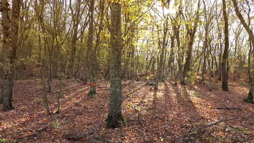 Landscape with Falling Leaves in Autumn Forest