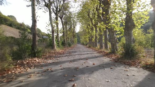 Autumn Road Trees