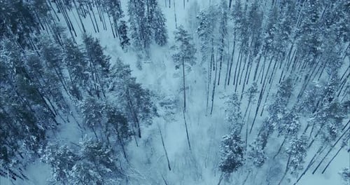 Copter Flies Over the Winter Fairy Forest