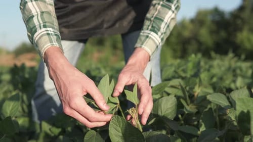 An agronomist checks the crop in a soybean field.