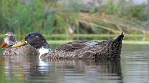 Wildente Vogelfamilie im natürlichen See