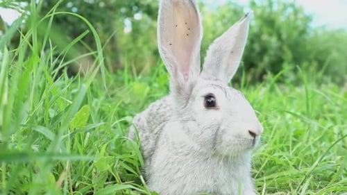 Cute Fluffy Little Bunny on a Green Meadow in Sunny Sunny Weather Closeup