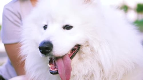 Funny White Samoyed Husky Dog in the Park. Laika Dog Breed Walking in Summer Day. Greenery
