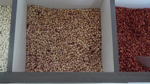 Variety of Dried Beans in Storage Bins