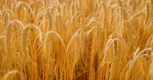 Crops Ripened in the Field and Ready for Harvest