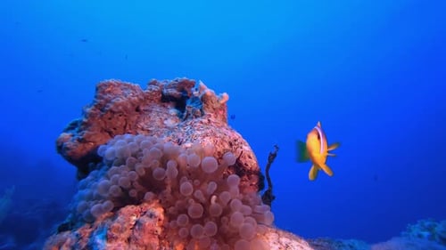Underwater Orange Clownfish