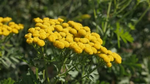 Tansy flower Tanacetum vulgare in the field 4K footage