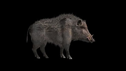 Animated Realistic 3D Wild Boar Standing