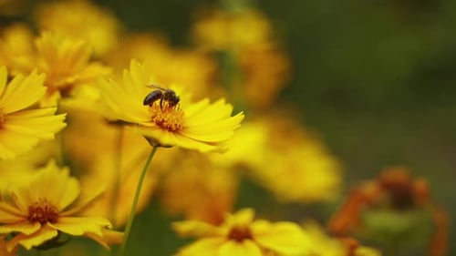 Bee Foraging on Vibrant Yellow Flowers