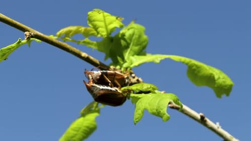Two cockchafers (May-bugs) seating on the oak branch - macro shot against the blue sky