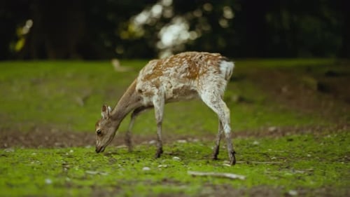 Young Deer Moulting Fur Walking And Grazing In Forest