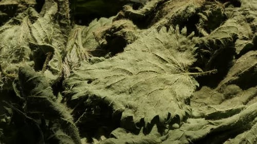 Vidéo rapprochée des feuilles sèches d'ortie verte (Urtica dioica)