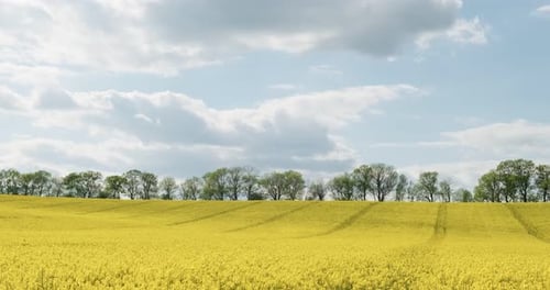 Blühendes großes gelbes Rapsfeld. Rapsblüten blühen