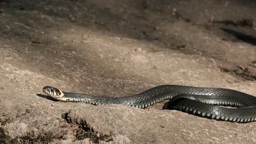 Ralenti de la proie à l'odeur du serpent noir
