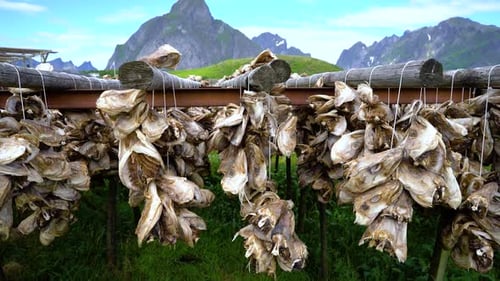 Fish Heads Drying on Racks Norway