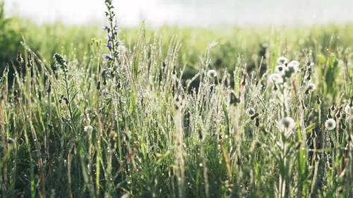 Tautropfen auf Gras und Blumen