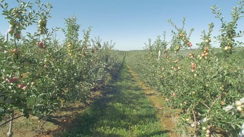 Trees with apples in an orchard