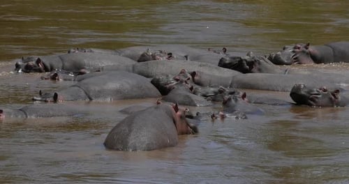 951974 Hippopotamus, hippopotamus amphibius, Group standing in River, Masai Mara park in Kenya, Real
