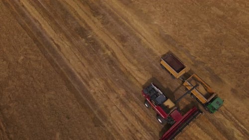 Combine Harvester Working In The Field.