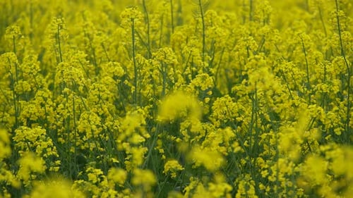 Fleurs de colza jaunes 13