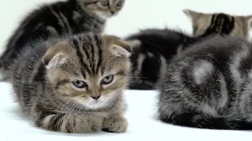 Cute Kittens Resting Indoors Close Up