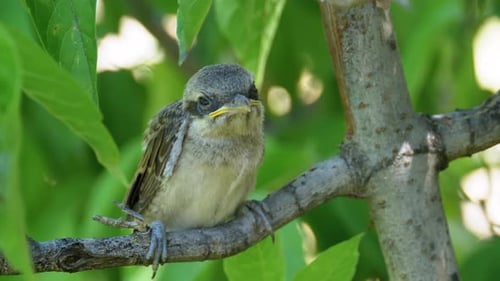 Küken sitzen auf einem Ast im grünen Wald. Maulkorb von Nestling